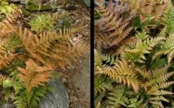 Autumn Fern (Dryopteris Erythrosora) - 5 Pack Of Quart Pots -Cheap PLANTS Store Fern Autumn 4