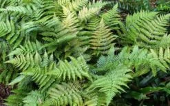 Autumn Fern (Dryopteris Erythrosora) - 5 Pack Of Quart Pots -Cheap PLANTS Store Fern Autumn Summer