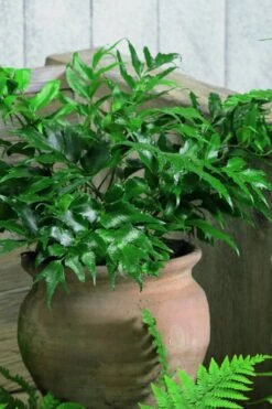 Japanese Holly Fern - Cyrtomium Falcatum 'Rochfordianum' - 2.5 Quart Pot -Cheap PLANTS Store Fern Japanese Holly 8