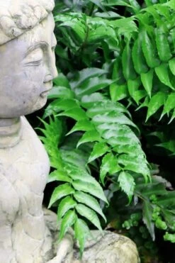 Japanese Holly Fern - Cyrtomium Falcatum 'Rochfordianum' - 2.5 Quart Pot -Cheap PLANTS Store Fern Japanese Holly 9