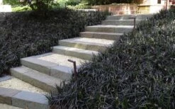 Black Mondo Grass (Ophiopogon Planiscapus 'Nigrescens') - 5 Pack Of Quart Pots -Cheap PLANTS Store Grass Mondo Black 1