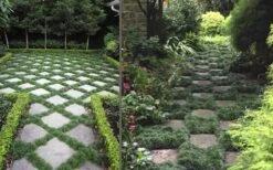 Kyoto Super Dwarf Mondo Grass - 3 Pack Of Pint Pots -Cheap PLANTS Store Grass Mondo Super Dwarf Combo