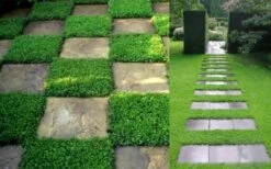 Dwarf Rupturewort Green Carpet - Herniaria Glabra - 5 Pack Of Pint Pots -Cheap PLANTS Store Herniaria Dwarf Rutpurewort 2