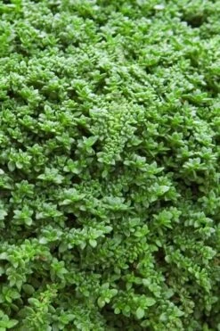 Dwarf Rupturewort Green Carpet - Herniaria Glabra - 5 Pack Of Pint Pots -Cheap PLANTS Store Herniaria Dwarf Rutpurewort 20