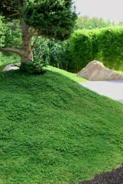 Dwarf Rupturewort Green Carpet - Herniaria Glabra - 5 Pack Of Pint Pots -Cheap PLANTS Store Herniaria Dwarf Rutpurewort 25