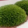 Bordeaux Dwarf Yaupon Holly - 3 Gallon Pot -Cheap PLANTS Store Holly Bordeaux 10 1