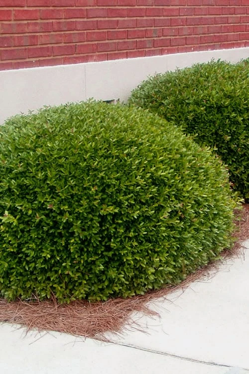 Bordeaux Dwarf Yaupon Holly - 1 Gallon Pot 3 Bordeaux Dwarf Yaupon Holly - 1 Gallon Pot