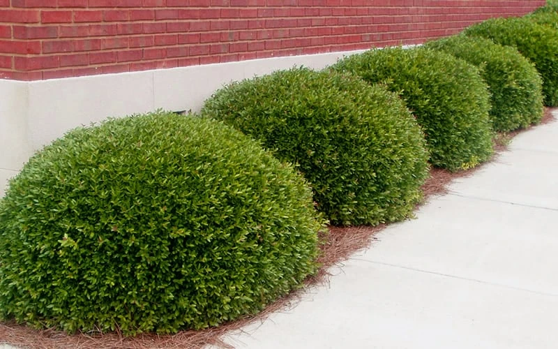 Bordeaux Dwarf Yaupon Holly - 3 Gallon Pot 6 Bordeaux Dwarf Yaupon Holly - 3 Gallon Pot - Image 4