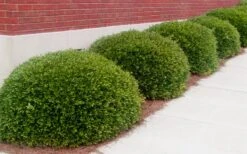 Bordeaux Dwarf Yaupon Holly - 1 Gallon Pot 12 Bordeaux Dwarf Yaupon Holly - 1 Gallon Pot -Cheap PLANTS Store Holly Bordeaux 11