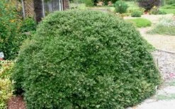 Bordeaux Dwarf Yaupon Holly - 1 Gallon Pot 14 Bordeaux Dwarf Yaupon Holly - 1 Gallon Pot -Cheap PLANTS Store Holly Bordeaux 13