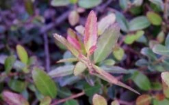 Bordeaux Dwarf Yaupon Holly - 3 Gallon Pot 15 Bordeaux Dwarf Yaupon Holly - 3 Gallon Pot -Cheap PLANTS Store Holly Bordeaux Dwarf Yaupon NewGrowth 1