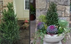 Pyramidal Compacta Japanese Holly - 3 Gallon Pot -Cheap PLANTS Store Holly Compacta Pyramidal 2