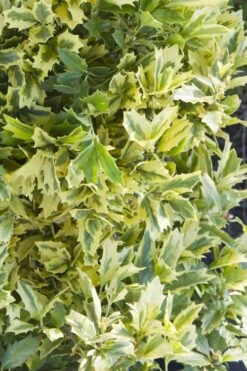 Golden Oakland Holly - 2 Gallon Pot 10 Golden Oakland Holly - 2 Gallon Pot -Cheap PLANTS Store Holly Golden Oakland 1 2