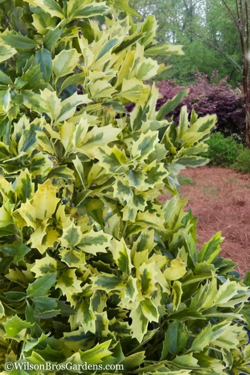Golden Oakland Holly - 2 Gallon Pot 7 Golden Oakland Holly - 2 Gallon Pot - Image 5