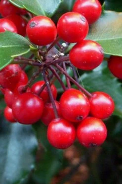 Liberty Holly - 3 Gallon Pot -Cheap PLANTS Store Holly Liberty 10