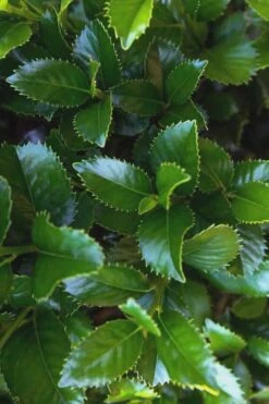 Liberty Holly - 3 Gallon Pot -Cheap PLANTS Store Holly Liberty 9