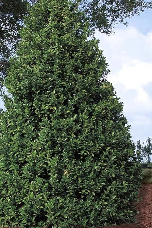 Oakland Holly - 3 Gallon Pot 8 Oakland Holly - 3 Gallon Pot - Image 6