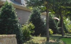 Oakland Holly - 3 Gallon Pot 12 Oakland Holly - 3 Gallon Pot -Cheap PLANTS Store Holly Oakland 13 1