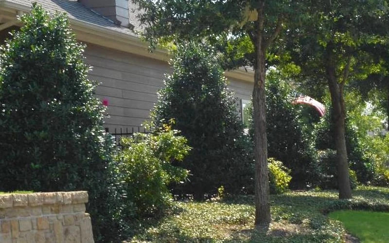 Oakland Holly - 1 Gallon Pot 7 Oakland Holly - 1 Gallon Pot - Image 5