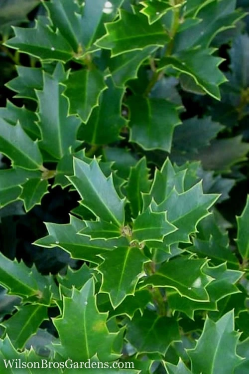 Oakland Holly - 3 Gallon Pot 3 Oakland Holly - 3 Gallon Pot