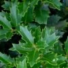 Oakland Holly - 1 Gallon Pot