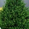 Pyramidal Compacta Japanese Holly - 3 Gallon Pot -Cheap PLANTS Store Holly Pyramidal Compacta BS