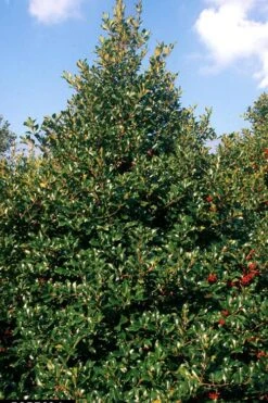 Wirt L. Winn Holly (Ilex X Koehneana) - 3 Gallon Pot -Cheap PLANTS Store Holly Wirt L Winn 2