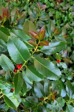 Wirt L. Winn Holly (Ilex X Koehneana) - 3 Gallon Pot -Cheap PLANTS Store Holly Wirt L Winn 3