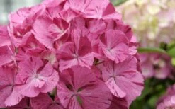 Sweet Fantasy Hydrangea - 3 Gallon Pot -Cheap PLANTS Store Hydrangea Sweet Fantasy 2
