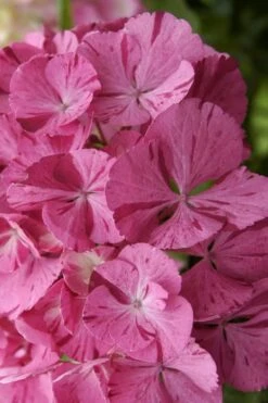 Sweet Fantasy Hydrangea - 3 Gallon Pot -Cheap PLANTS Store Hydrangea Sweet Fantasy 3