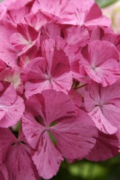 Sweet Fantasy Hydrangea - 3 Gallon Pot -Cheap PLANTS Store Hydrangea Sweet Fantasy 4