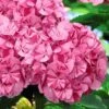Sweet Fantasy Hydrangea - 1 Gallon Pot 2 Sweet Fantasy Hydrangea - 1 Gallon Pot -Cheap PLANTS Store Hydrangea Sweet Fantasy 5 1
