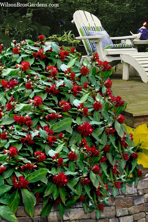 Miss Scarlett Florida Anise (Illicium Floridanum) - 3 Gallon Pot 3 Miss Scarlett Florida Anise (Illicium Floridanum) - 3 Gallon Pot