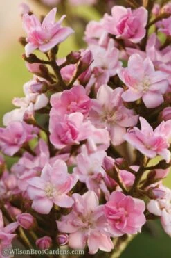 Rosalinda Indian Hawthorn Single Trunk Tree - 7 Gallon Pot (6-7') -Cheap PLANTS Store Indian Hawthorne Rosalinda 6