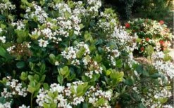 Spring Sonata Indian Hawthorne - 3 Gallon Pot -Cheap PLANTS Store Indian Hawthorne Spring Sonata 2