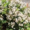 Spring Sonata Indian Hawthorne - 2 Gallon Pot