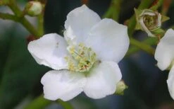 Spring Sonata Indian Hawthorne - 3 Gallon Pot -Cheap PLANTS Store Indian Hawthorne Spring Sonata Flower Closeup