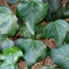 Algerian Ivy - Hedera Helix - 5 Pack Of Pint Pots