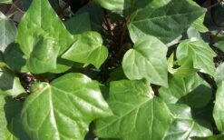Algerian Ivy - Hedera Helix - 18 Count Flat Of Pint Pots -Cheap PLANTS Store Ivy Algerian Closeup