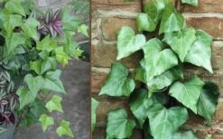 Algerian Ivy - Hedera Helix - 5 Pack Of Pint Pots -Cheap PLANTS Store Ivy Algerian Combo 1