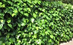 Algerian Ivy - Hedera Helix - 18 Count Flat Of Pint Pots -Cheap PLANTS Store Ivy Algerian Landscape