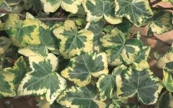 Golden Ingot Ivy - Hedera Helix - 3 Pack Of Pint Pots -Cheap PLANTS Store Ivy Golden Ingot