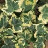 Golden Ingot Ivy - Hedera Helix - 3 Pack Of Pint Pots -Cheap PLANTS Store Ivy Golden Ingot 500x750 1