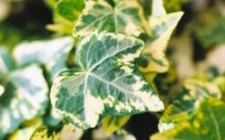 Golden Ingot Ivy - Hedera Helix - 3 Pack Of Pint Pots -Cheap PLANTS Store Ivy Golden Ingot Closeup