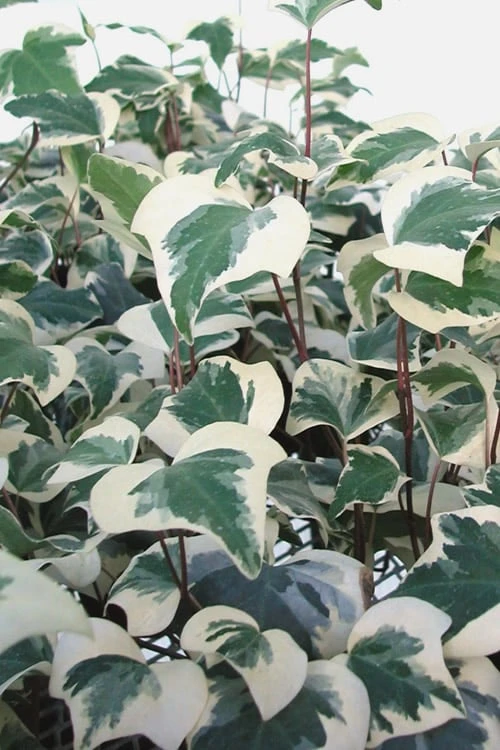 Variegated Algerian Ivy (Hedera Algeriensis 'Gloire De Marengo') - 18 Pack Of Pint Pots 6 Variegated Algerian Ivy (Hedera Algeriensis 'Gloire De Marengo') - 18 Pack Of Pint Pots - Image 4