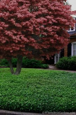 Asian Jasmine - Asiatic Jasmine - 1 Gallon Pot -Cheap PLANTS Store Jasmine Asian 21