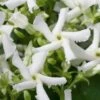 Star Jasmine Vine (Trachelospermum Jasminoides) - 1 Gallon Pot -Cheap PLANTS Store Jasmine Confederate 500x750 3