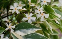 Variegated Confederate Jasmine - Trachelospermum Jasminoides - 1 Gallon Pot -Cheap PLANTS Store Jasmine Confederate Variegated Flowers