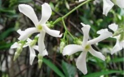 Confederate Jasmine Vine (Trachelospermum Jasminoides) - 3 Gallon Pot -Cheap PLANTS Store Jasmine Confederate Vine