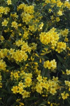 Duet Yellow Jasmine (Jessamine) - 2 Gallon Pot -Cheap PLANTS Store Jasmine Duet 5